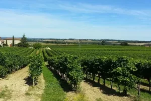 Les vignobles de l'Armagnac